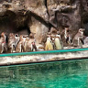 Meet your Posher, Dominic